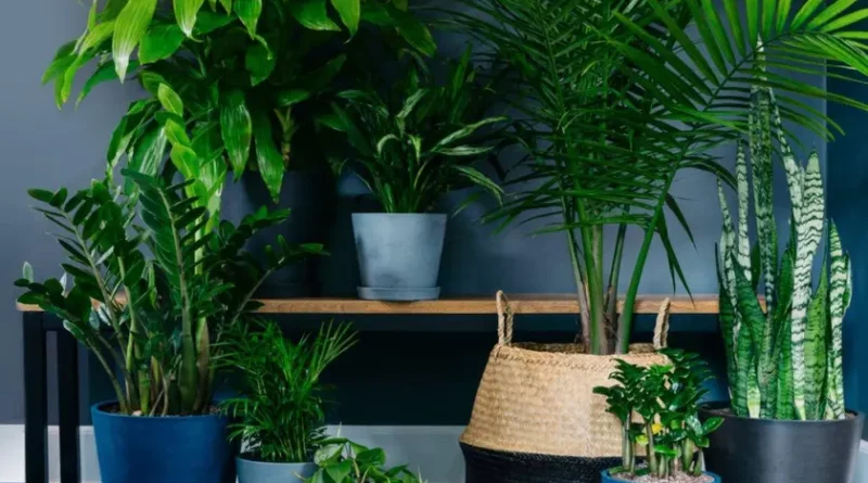 cuidados com plantas de sombra