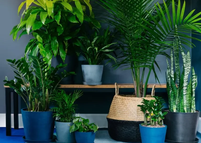 cuidados com plantas de sombra