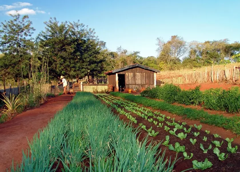 cultivo de hortas