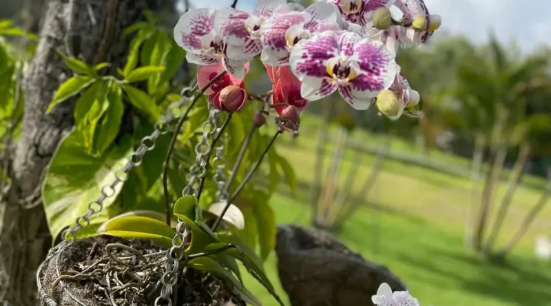 cultivo de orquídeas