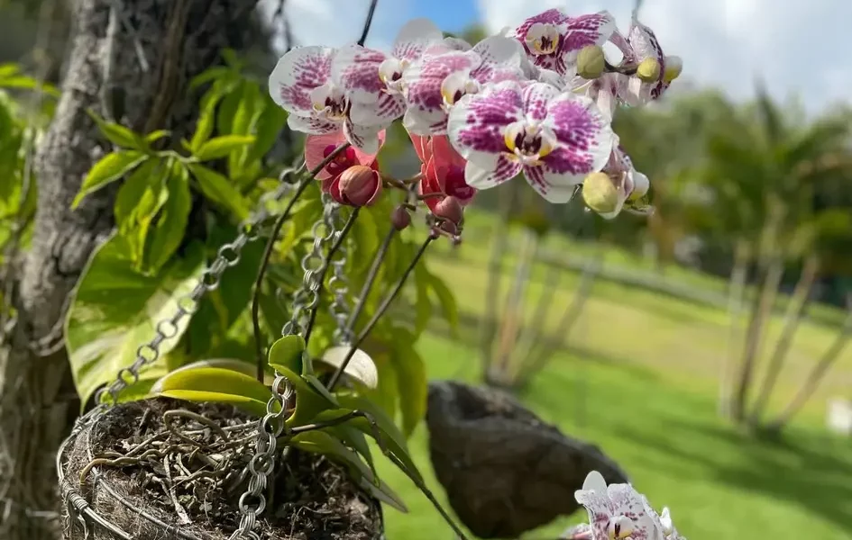 cultivo de orquídeas