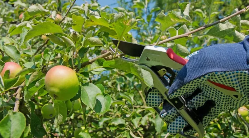 poda de árvores frutíferas