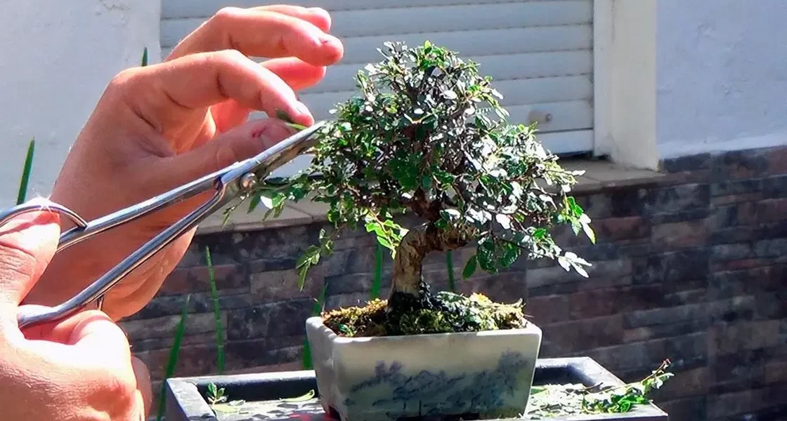 poda de bonsai