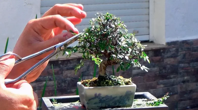 poda de bonsai