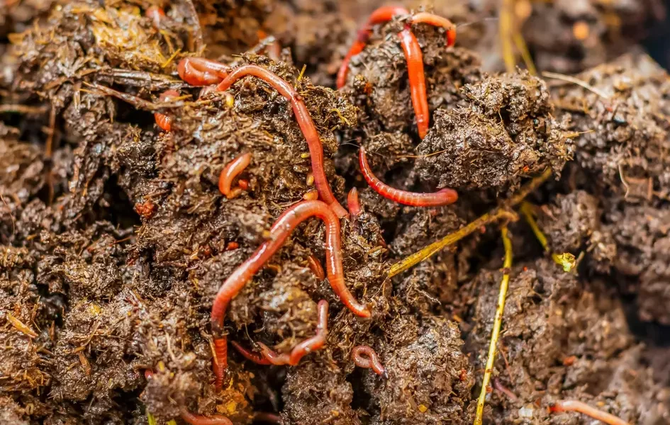 técnicas de compostagem em vermicompostagem