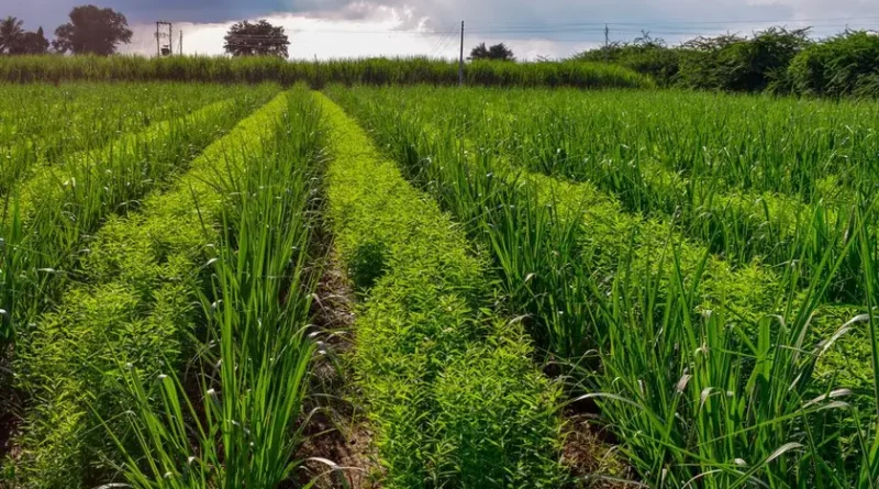 uso de coberturas vegetais