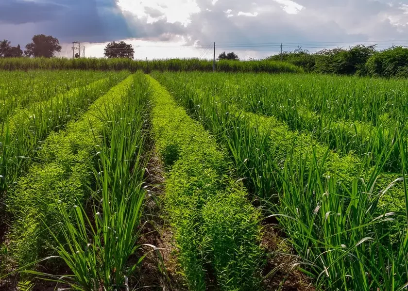 uso de coberturas vegetais